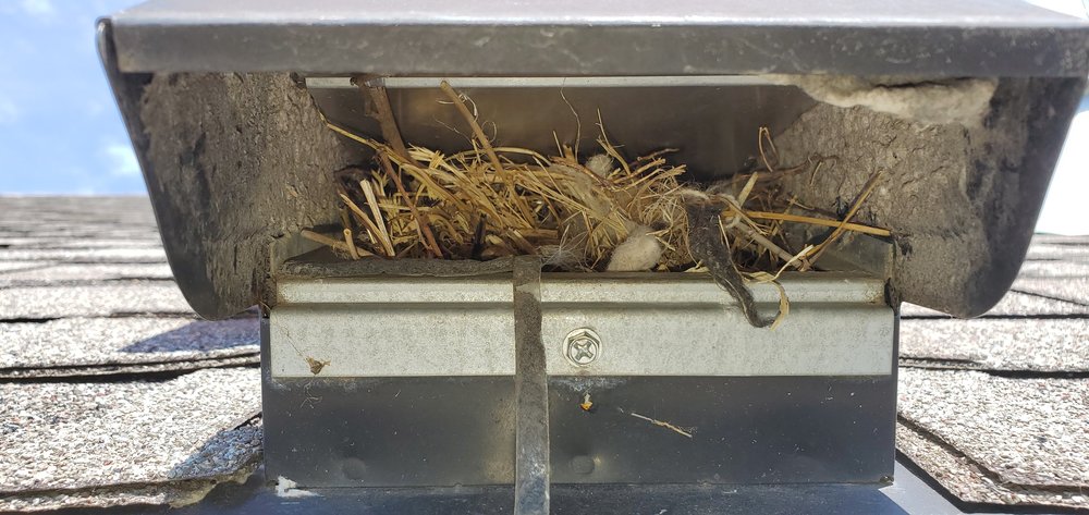 An exterior dryer vent hood packed with nesting debris, blocking exhaust airflow